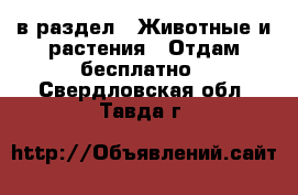  в раздел : Животные и растения » Отдам бесплатно . Свердловская обл.,Тавда г.